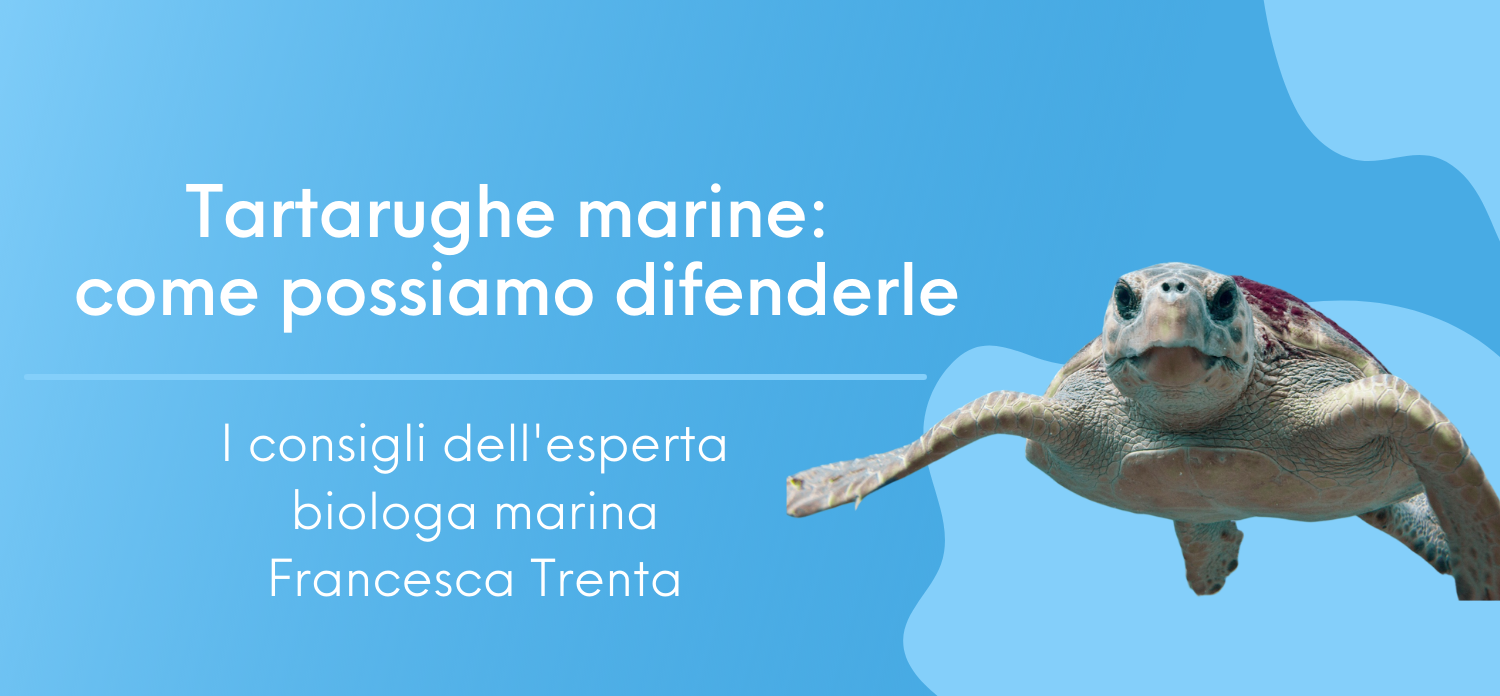 Tartarughe marine: come possiamo difenderle